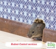 Trustworthy Rodent control services in Bangalore